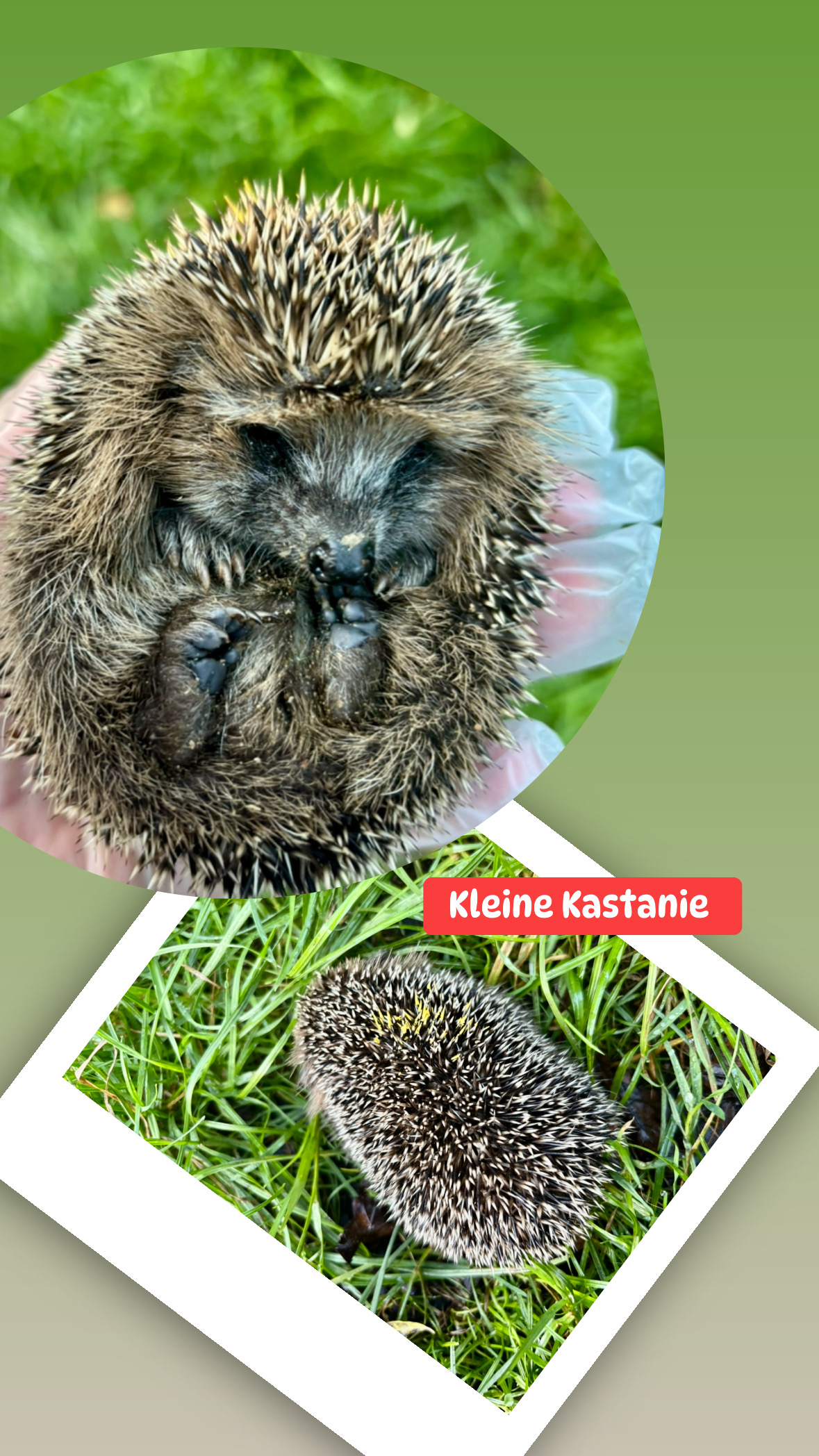 Kleine Kastanie